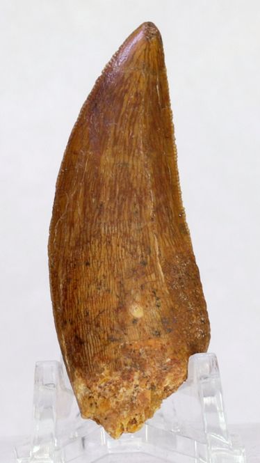 Hovedbilde Carcharodontosaurus-tann, 5,4 cm