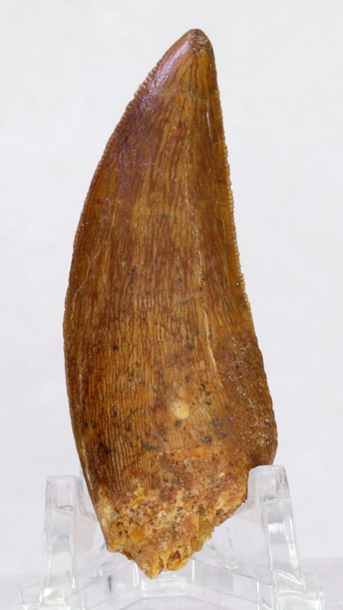 Carcharodontosaurus-tann, 5,4 cm
