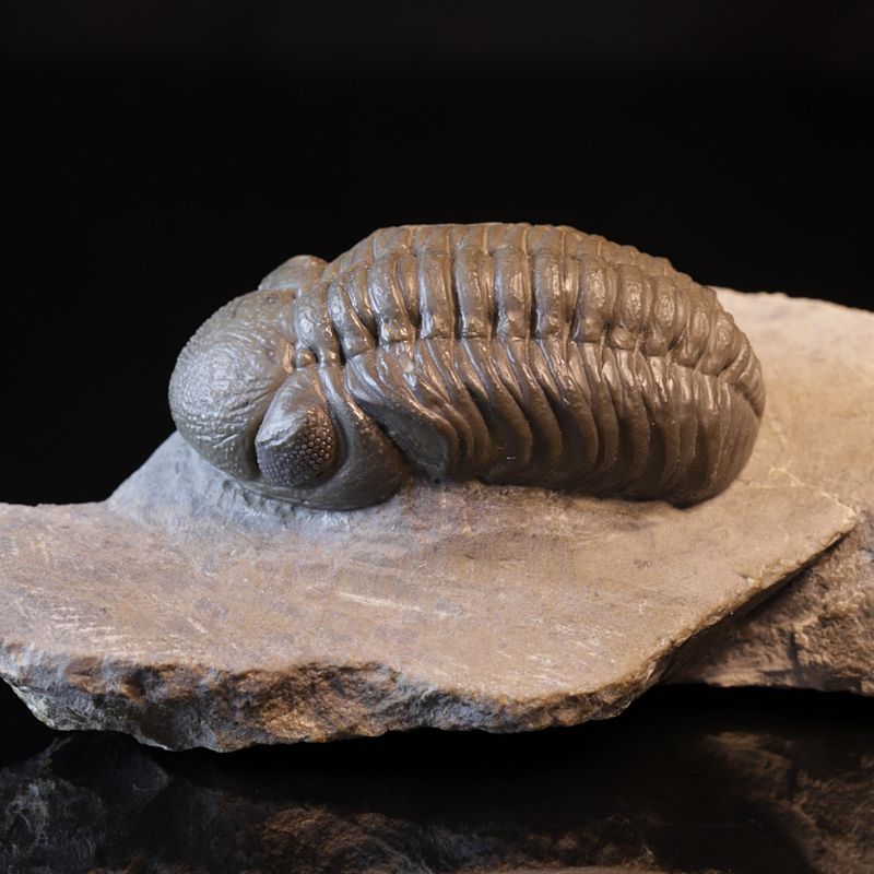  Trilobitt (Boeckops stelcki)