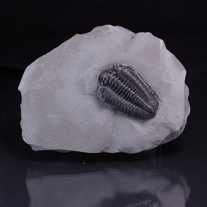 Hovedbilde Trilobitt (Calymene niagarensis)