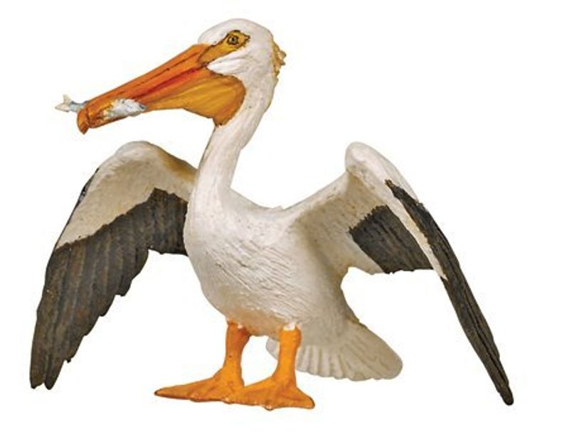 Hvit pelikan (Pelecanus onocrotalus)