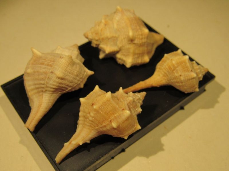 Bolinus brandaris