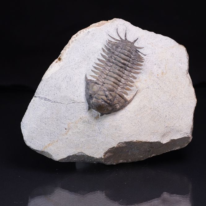 Hovedbilde  Trilobitt (Cyrtometopus sp)