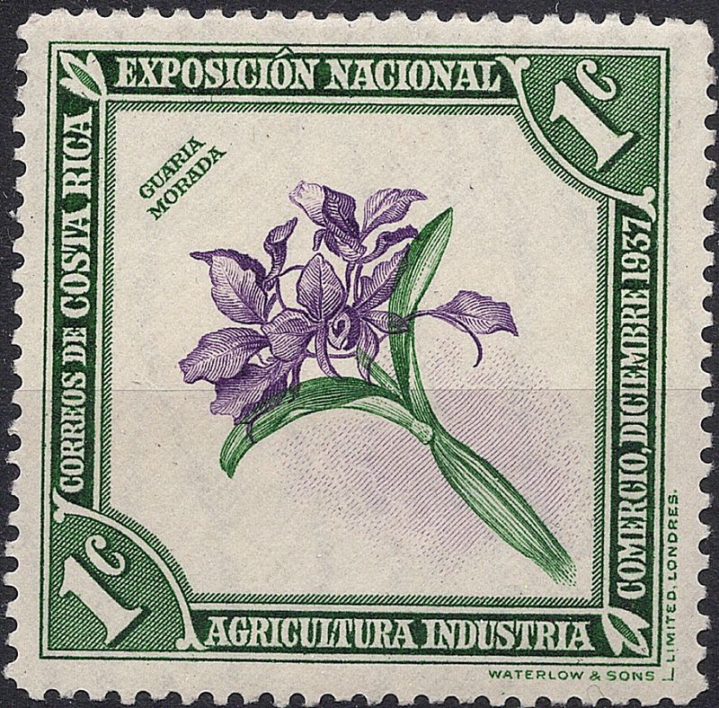 Blomster og planter, Sør-Amerika