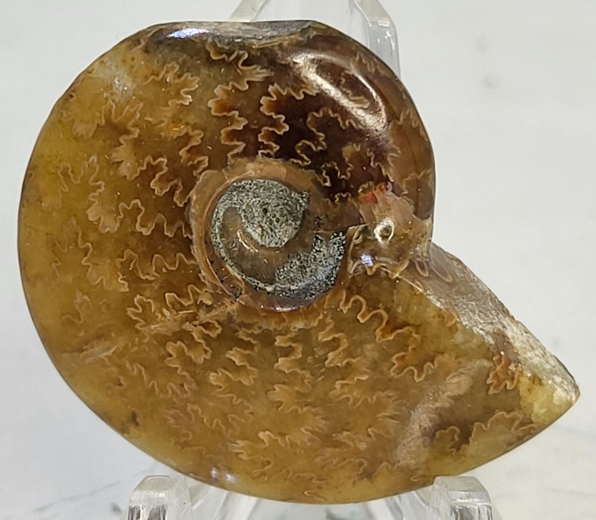 Polert fossil ammonitt fra krittperioden, ca. 110 mill. år