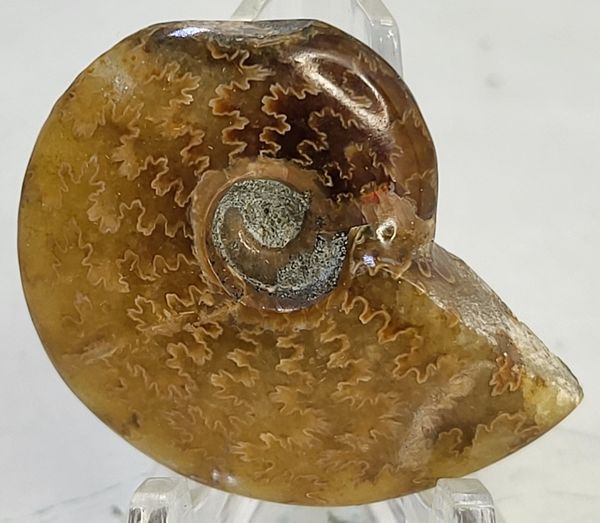 Hovedbilde Polert fossil ammonitt fra krittperioden, ca. 110 mill. år