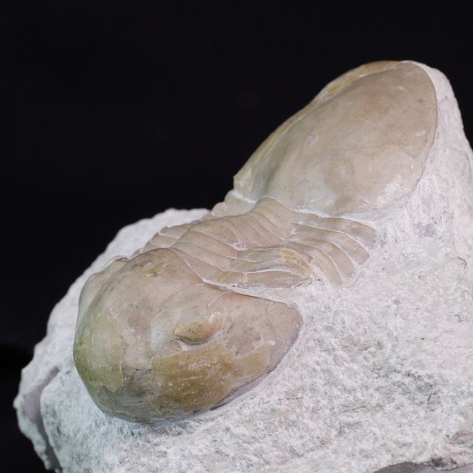 Hovedbilde Trilobitt (Displanus acutigenia)