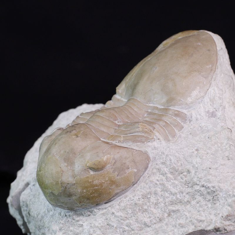 Trilobitt (Displanus acutigenia)