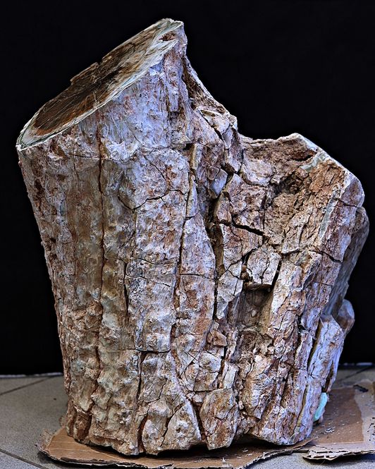 Hovedbilde Diger fossil trestubbe fra Zimbabwe