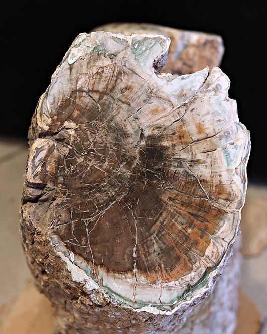 Hovedbilde Diger fossil trestubbe fra Zimbabwe