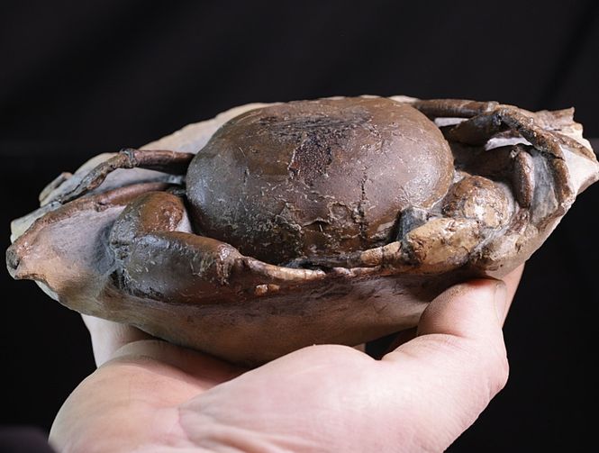 Hovedbilde Fossil krabbe (Tumidocarcinus giganteus)