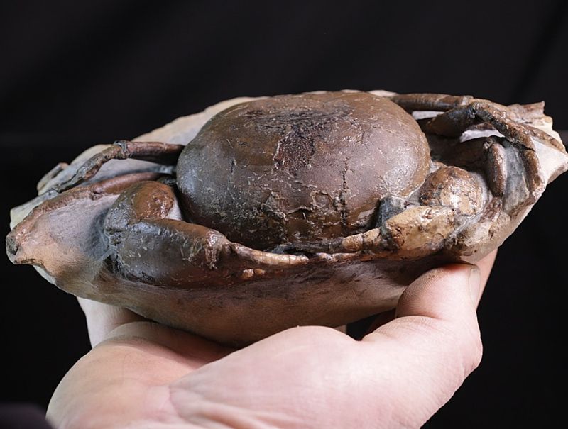 Fossil krabbe (Tumidocarcinus giganteus)