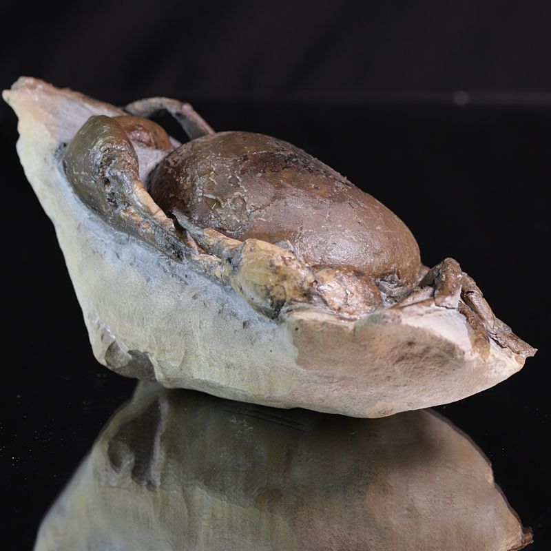 Fossil krabbe (Tumidocarcinus giganteus)