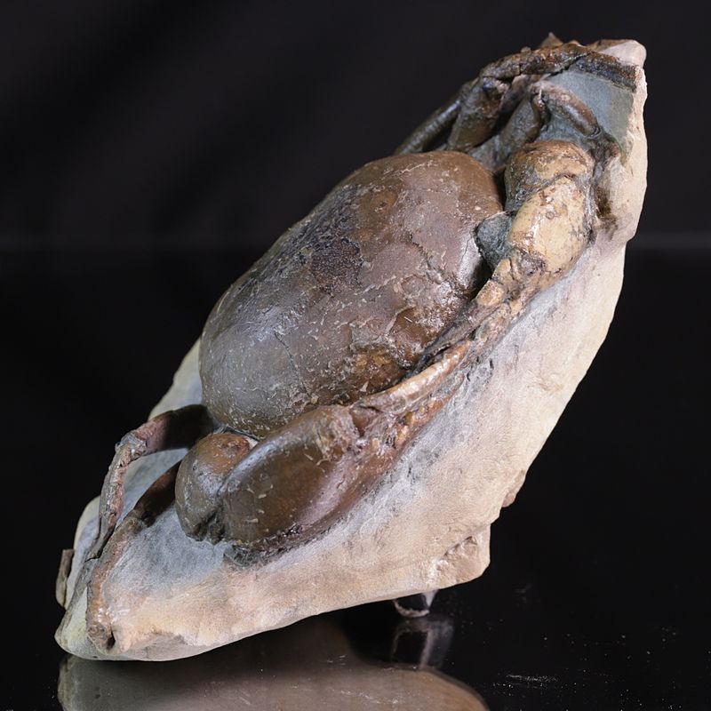 Fossil krabbe (Tumidocarcinus giganteus)