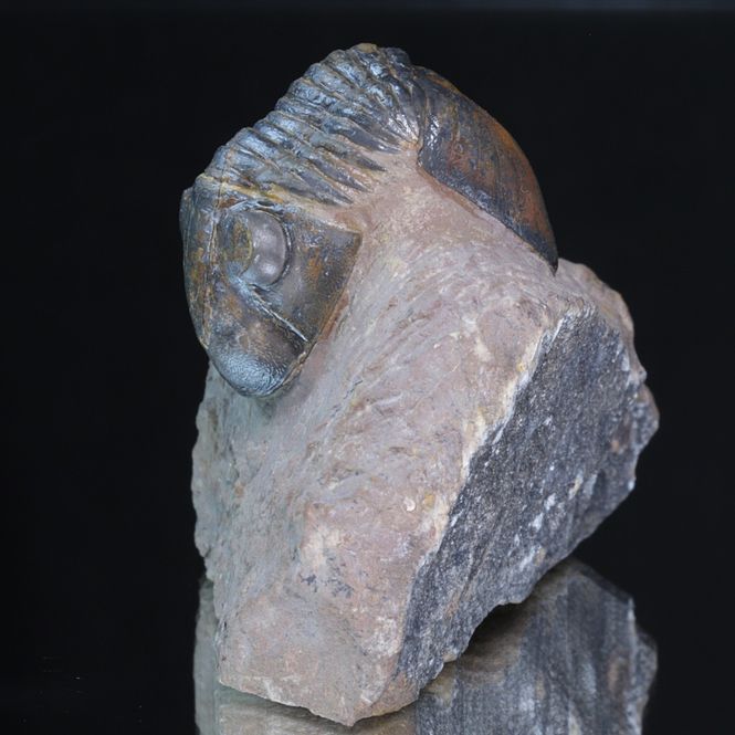 Hovedbilde Trilobitt (Paralejurus brongniarti)