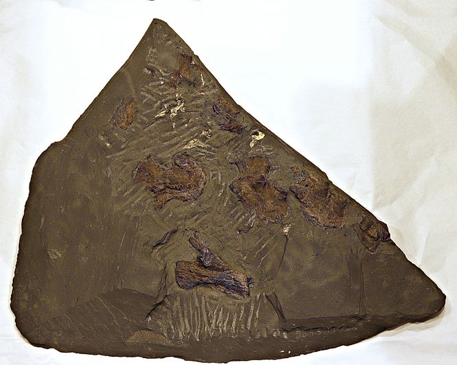 Hovedbilde Steneosaurus (havkrokodille) knokler