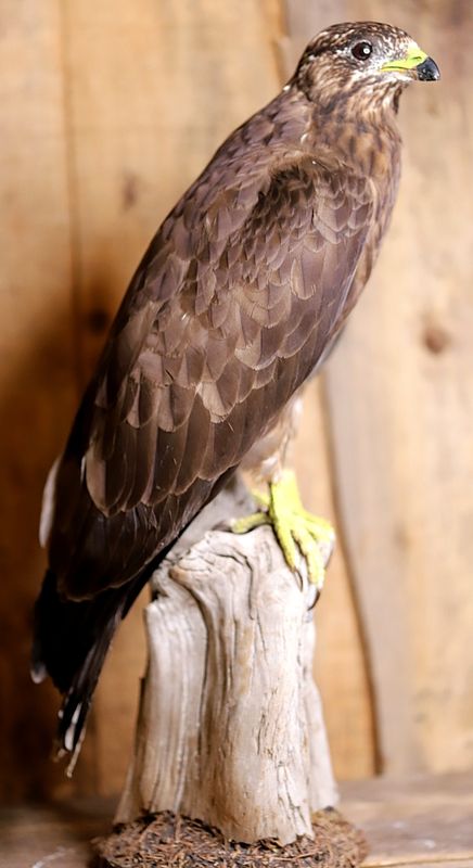 Musvåk (Buteo buteo), utstoppet med CITES-sertifikat