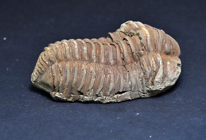 Hovedbilde Trilobitt (Neseuretus tristani), 7-8 cm