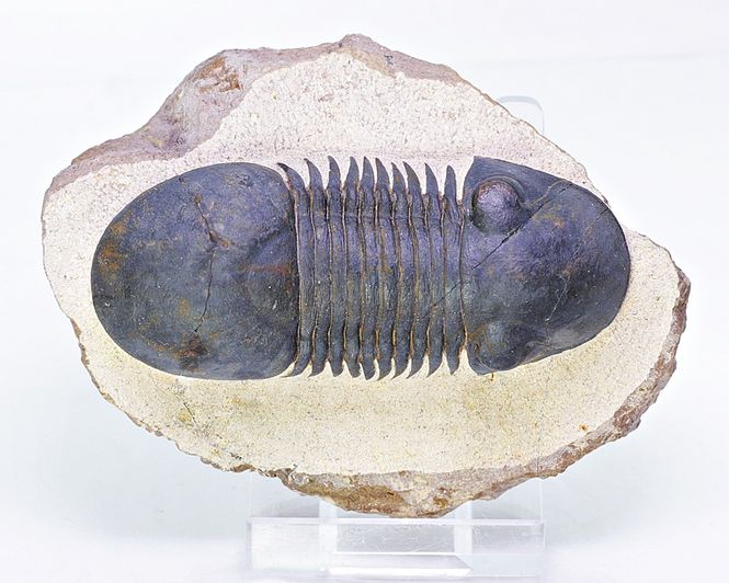 Hovedbilde Trilobitt (Paralejurus spatuliformis)