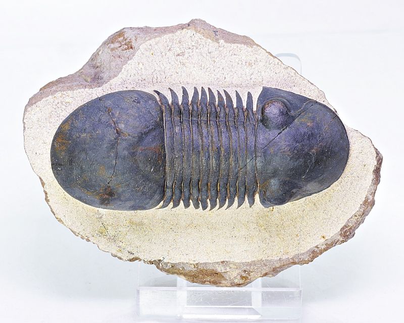 Trilobitt (Paralejurus spatuliformis)