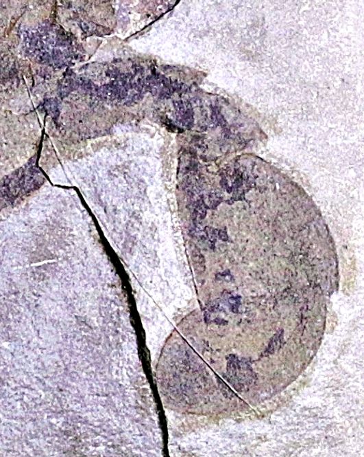 Hovedbilde Fossil sjøskorpion (Eurypterus remipes)