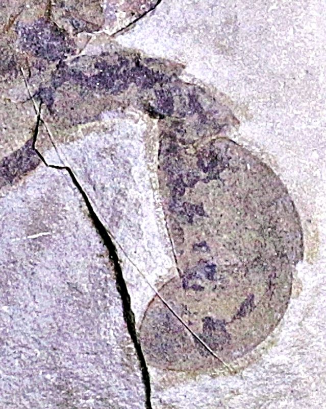 Fossil sjøskorpion (Eurypterus remipes)