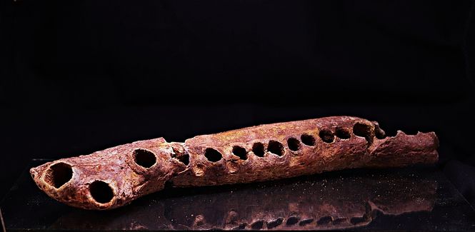 Hovedbilde Elosuchus, underkjeve (krokodille)