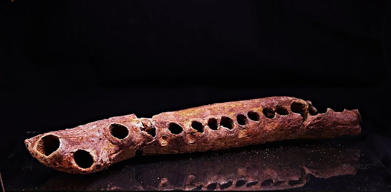 Elosuchus, underkjeve (krokodille)