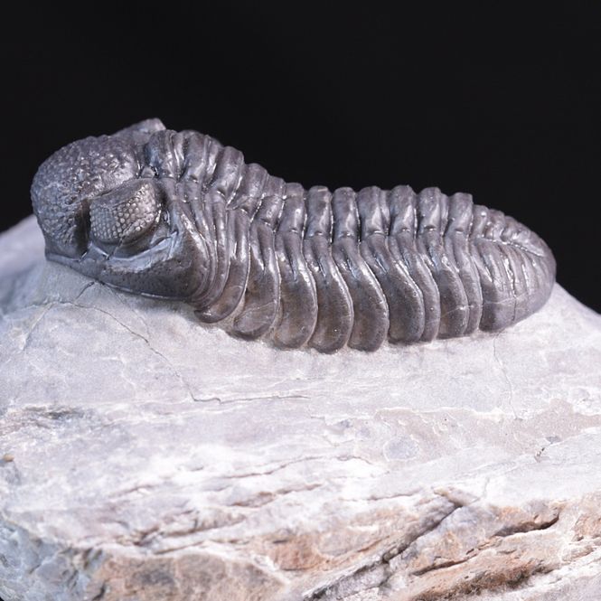 Hovedbilde  Trilobitt (Adrisiops weugi)