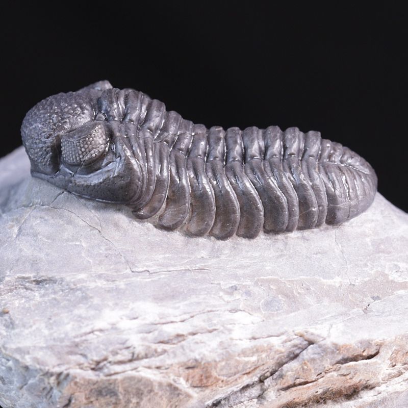 Trilobitt (Adrisiops weugi)