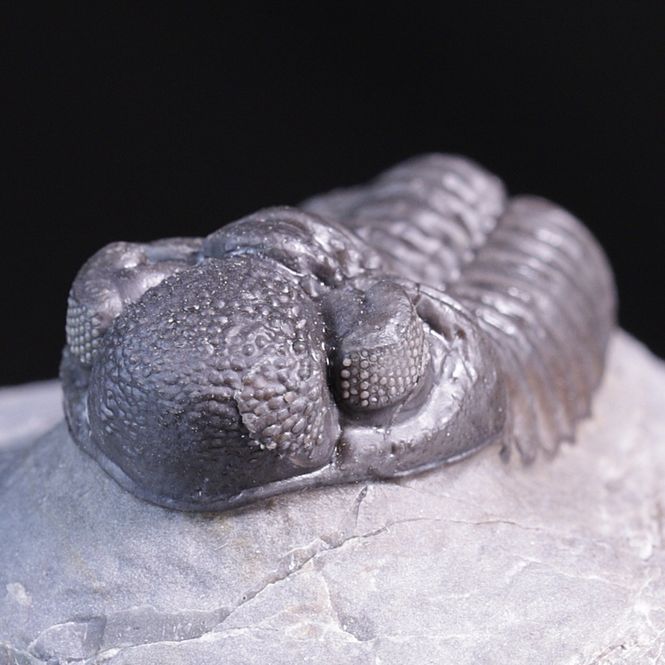 Hovedbilde  Trilobitt (Adrisiops weugi)