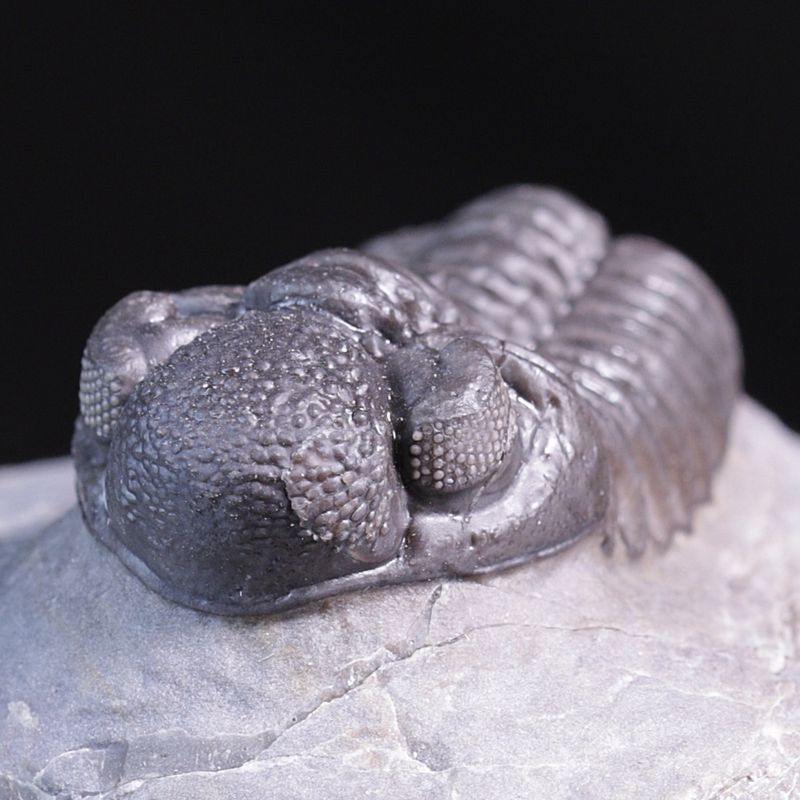 Trilobitt (Adrisiops weugi)
