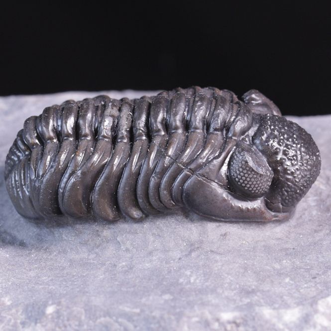 Hovedbilde  Trilobitt (Adrisiops weugi)