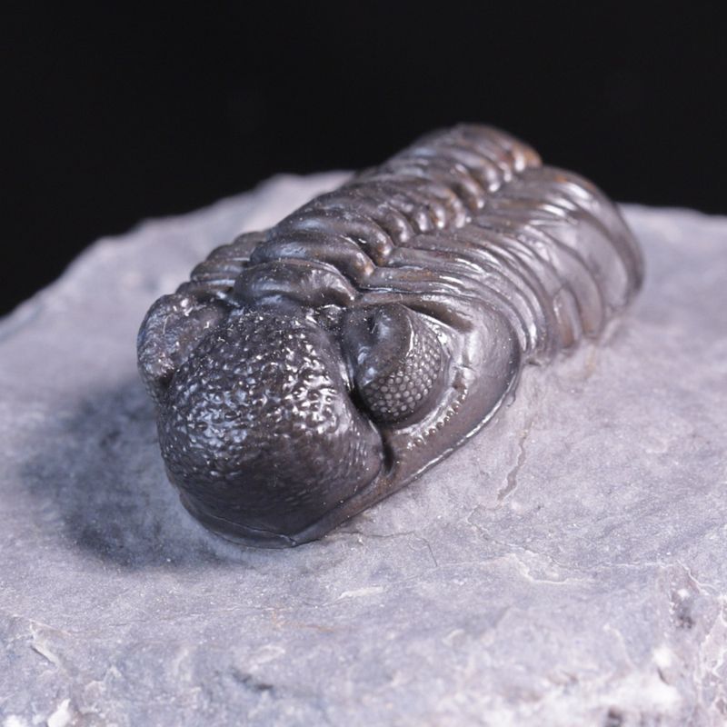  Trilobitt (Adrisiops weugi)