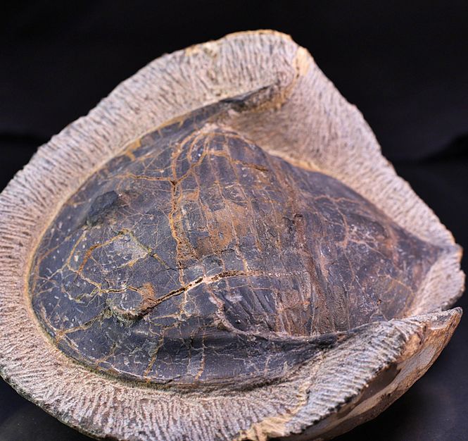 Hovedbilde Megistaspis (Ekeraspis) sp