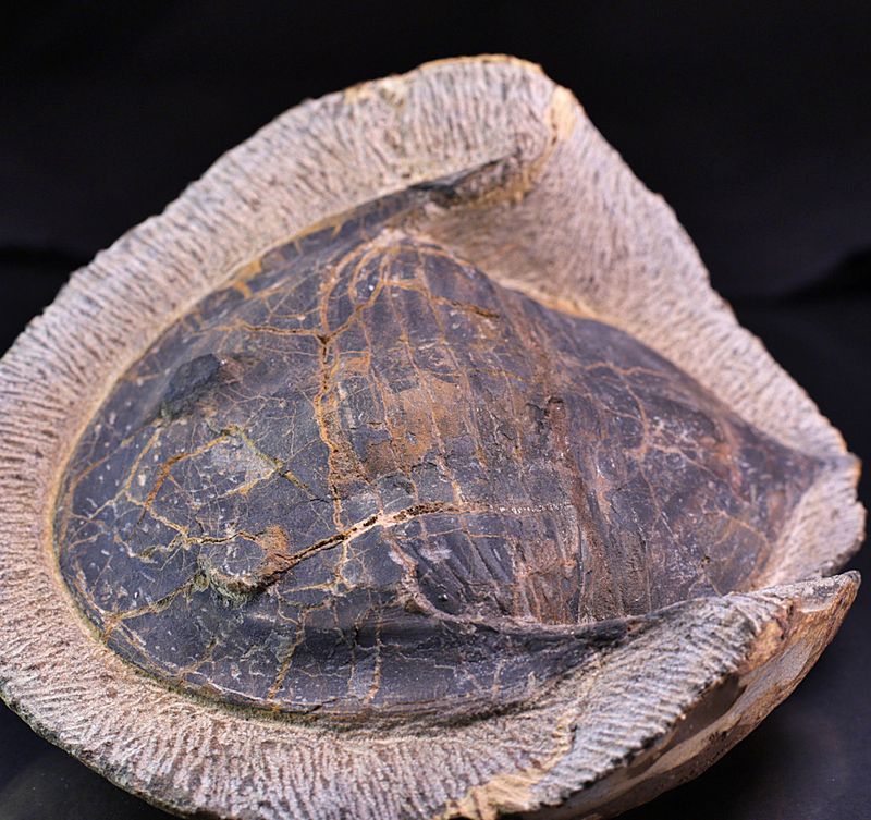Megistaspis (Ekeraspis) sp