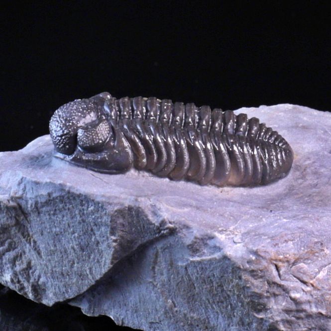 Hovedbilde  Trilobitt (Adrisiops weugi)