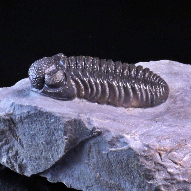  Trilobitt (Adrisiops weugi)