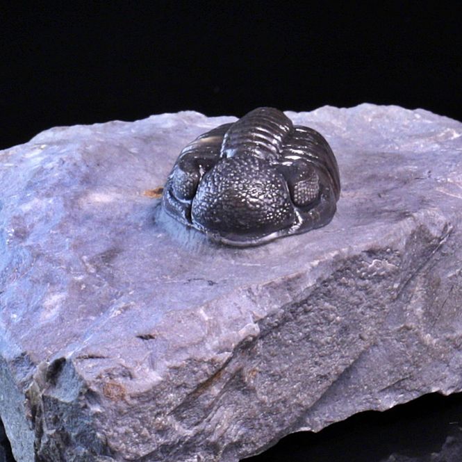 Hovedbilde  Trilobitt (Adrisiops weugi)