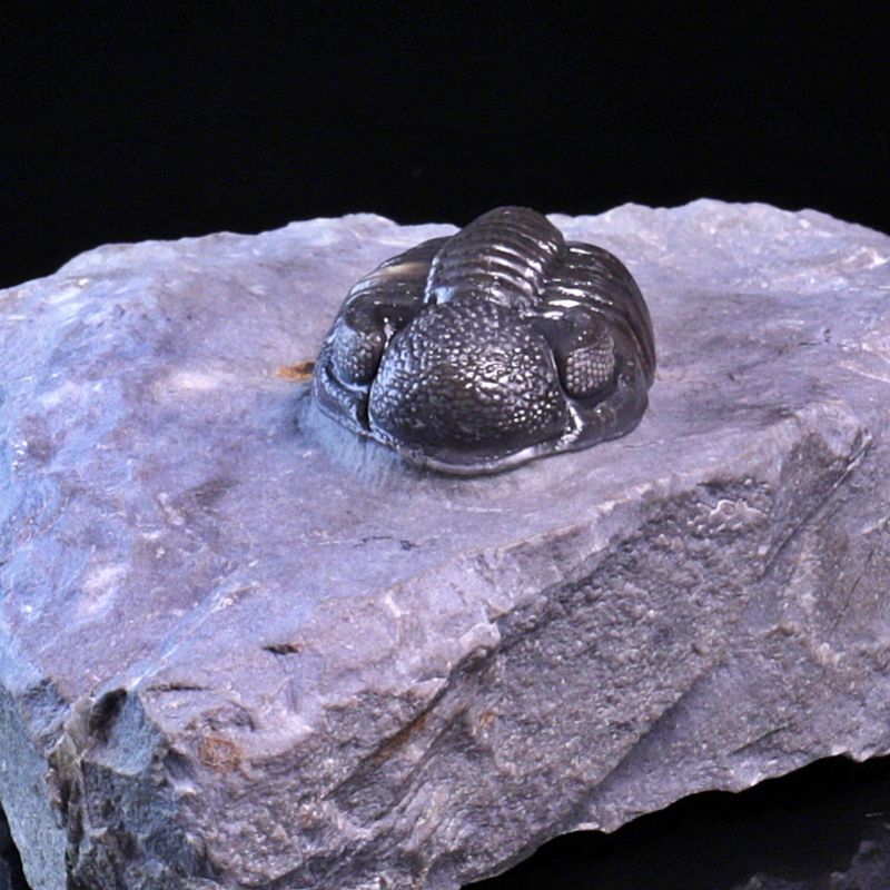  Trilobitt (Adrisiops weugi)