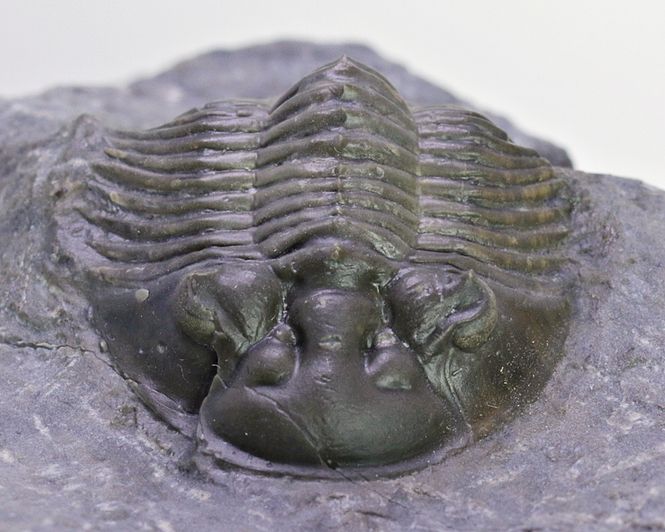 Hovedbilde  Trilobitt (Scabriscutellum furciferum)