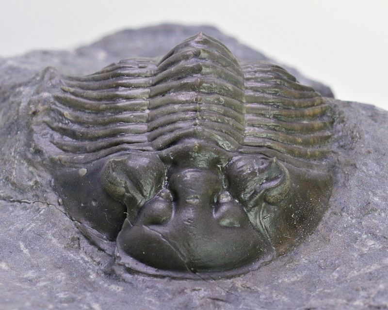  Trilobitt (Scabriscutellum furciferum)
