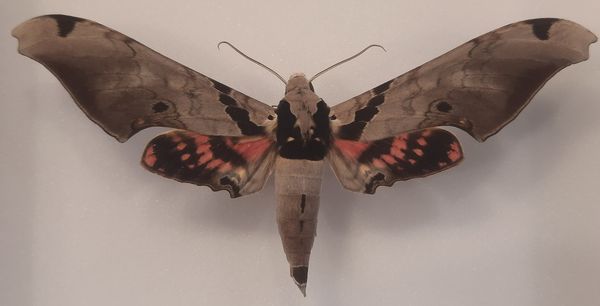 Hovedbilde Tussmørkesvermer (Adhemarius gannascus), ramme: 18 x 15 x 5,4 cm