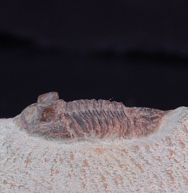 Hovedbilde Trilobitt ( Destombesina tafilaltensis)