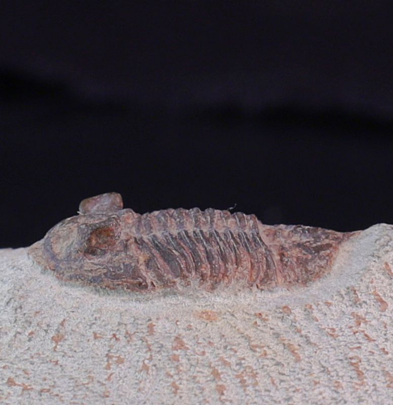Trilobitt ( Destombesina tafilaltensis)