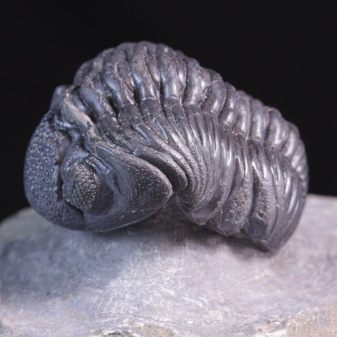 Hovedbilde Trilobitt (Pedinopariops vagabundus)