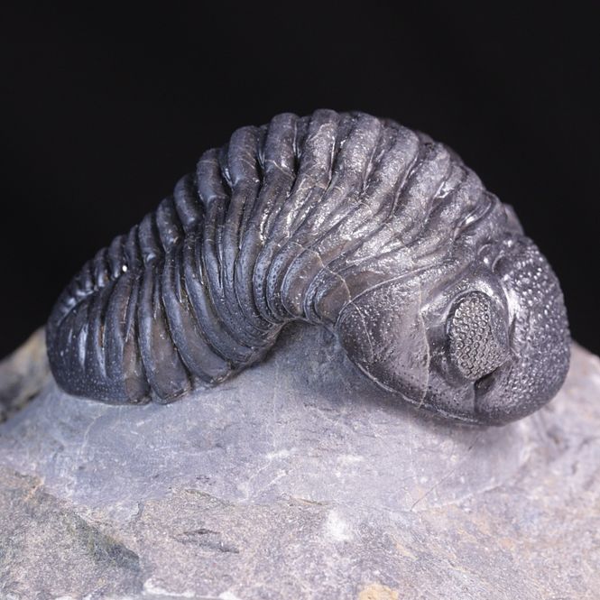 Hovedbilde Trilobitt (Pedinopariops vagabundus)