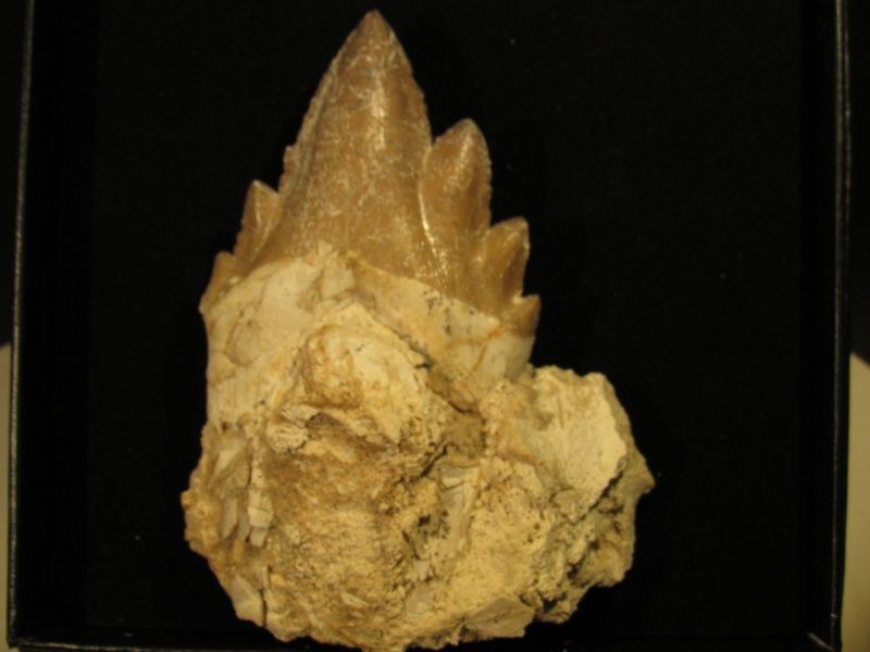 Diger basilosaurus-tann (primitiv hval)