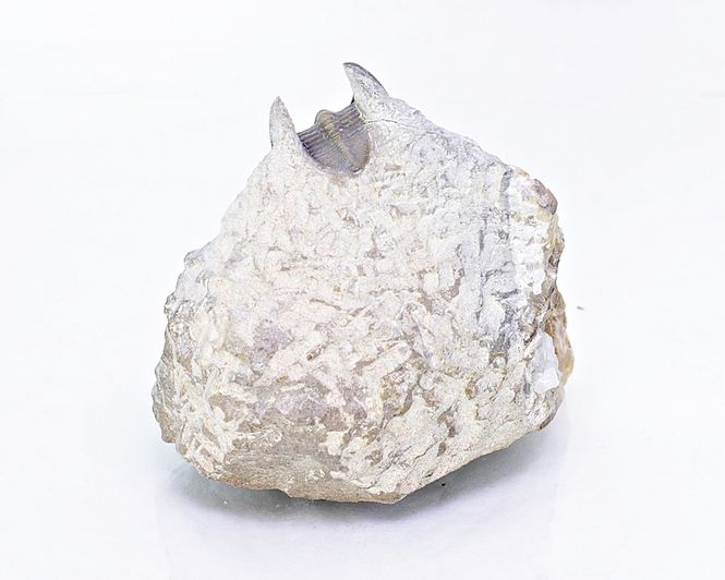 Hovedbilde Trilobitt (Lioharpes sp.)
