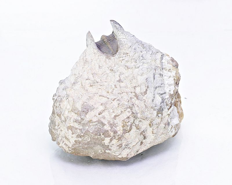 Trilobitt (Lioharpes sp.)